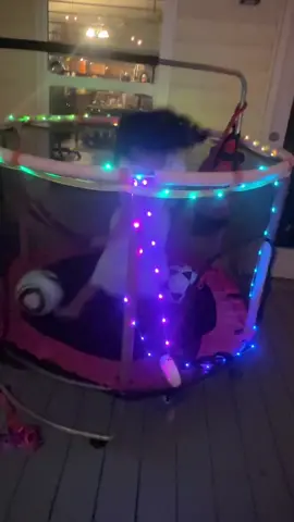 #speakercamping #campingstringlights #lucesled #harimizzy 