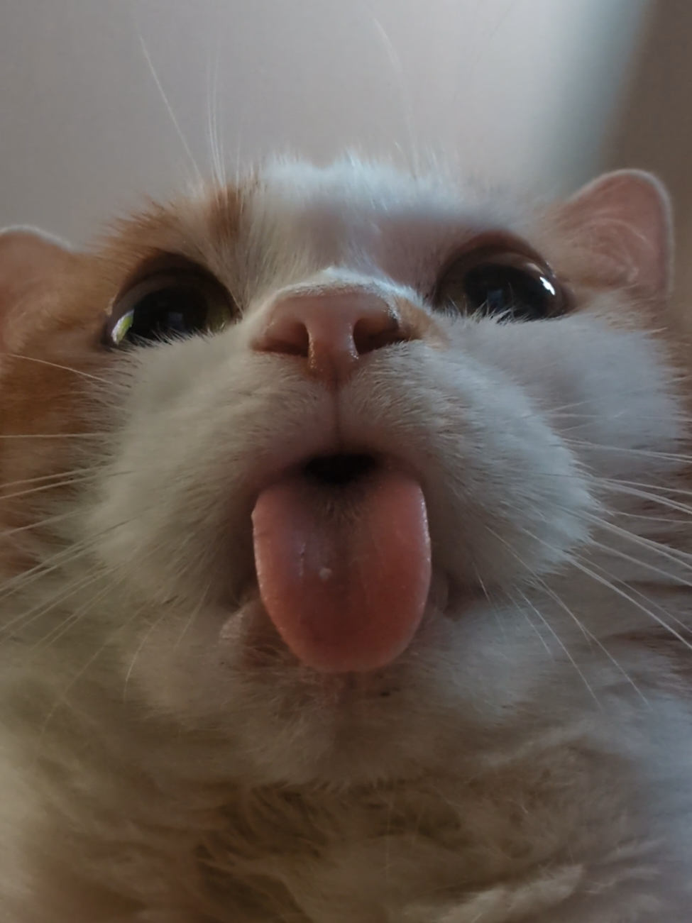 Happy #TongueOutTuesday 👁️👅👁️