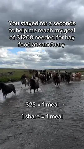You stayed for a seconds to help me reach my goal of $1200 needed for hay food at sanctuary #fyp #viral #goviral #horses #newyork 
