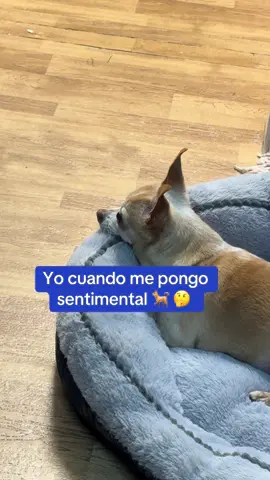 #chihuahua #dog #tiktokdogs 