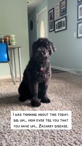 I just loved this video!! #dogsoftiktok #doodlesoftiktok #whoodlesoftiktok #dogmomlife #dog 
