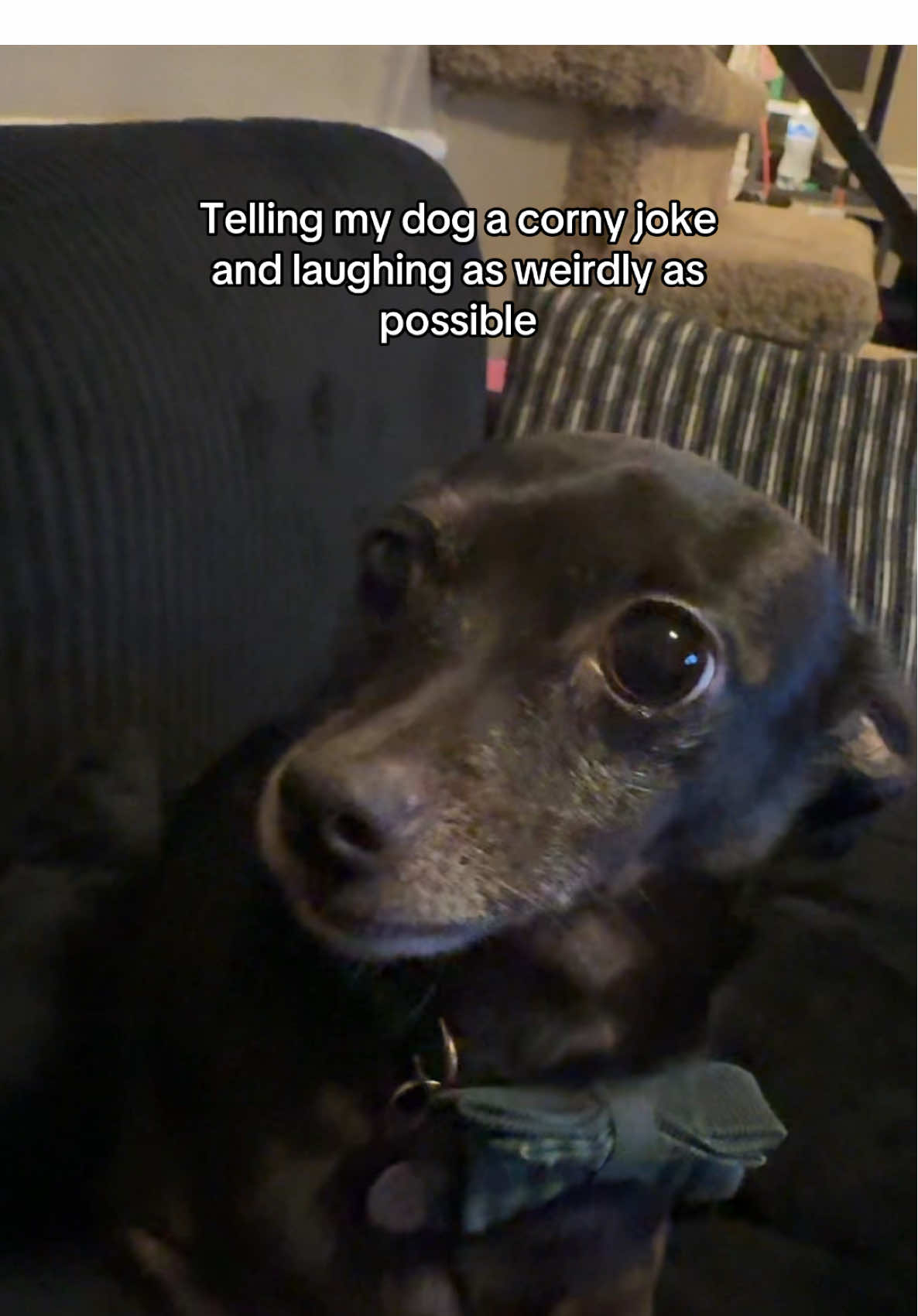 Tough crowd lol #dogsoftiktok #funnyvideos #foryoupage 