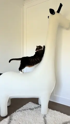 #tiktokcats #orangecat #bougiecat #lettoden @Lettoden 