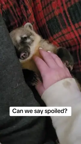 Can we be anymore spoiled. #animals #coatimundi #farm 