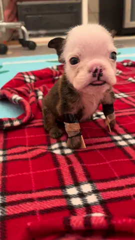 Walter’s first steps!!! 🙌🙌🙌