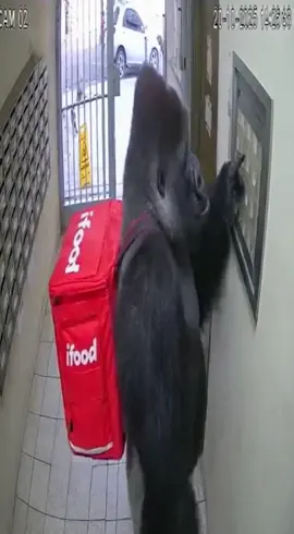 Gorilão Humilde é humilhado de novo  #videoviral #meme #sora2 #creatorsearchinsights 