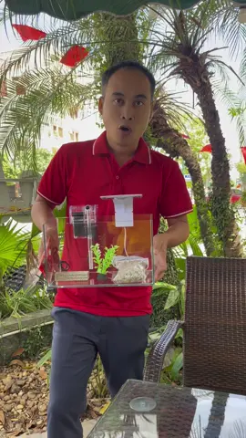 Bể cá mini để bàn #xuhuong #beca #becamini #becaminideban 