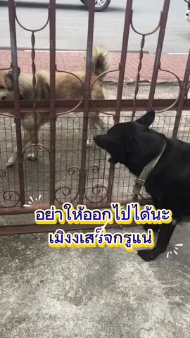 ดีนะที่ออกไปแล้วไม่เจอ😂  #หมา  #หมาน่ารัก   #สัตว์เลี้ยงน่ารัก 
