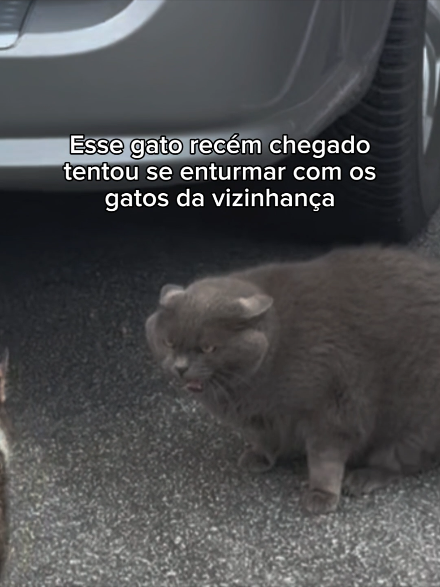 eu amo animais  #gatos #animaisfofos #gatosfofos #gatosfofos #cachorro 