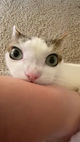She thinks I’m made of chicken #catsoftiktok #fyp #cattok 