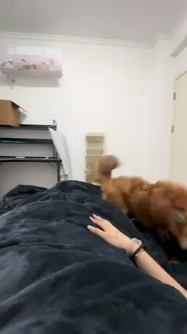 #cute #可爱 #douyin #fox 