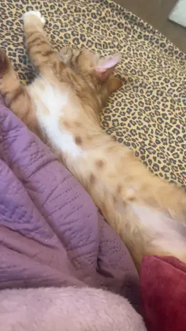 I took me a mid day nap and seen them laying on each side of me 🥴