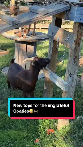 New toys for the ungrateful Goaties😂🐐 #nigeriandwarfgoats #goatplayground #nigeriandwarfgoatsoftiktok 