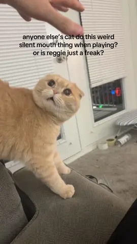 chewing that invisible bubblegum #scottishfold #funnycat #rescuecat #angrycat #catsoftiktok 