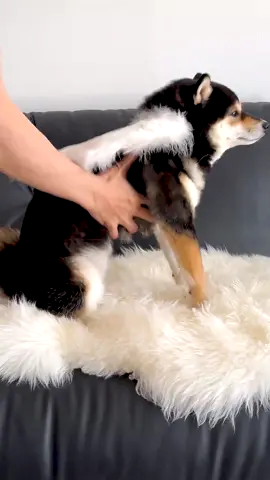 #dog #dogsoftiktok #makeup #grappig #fyp 