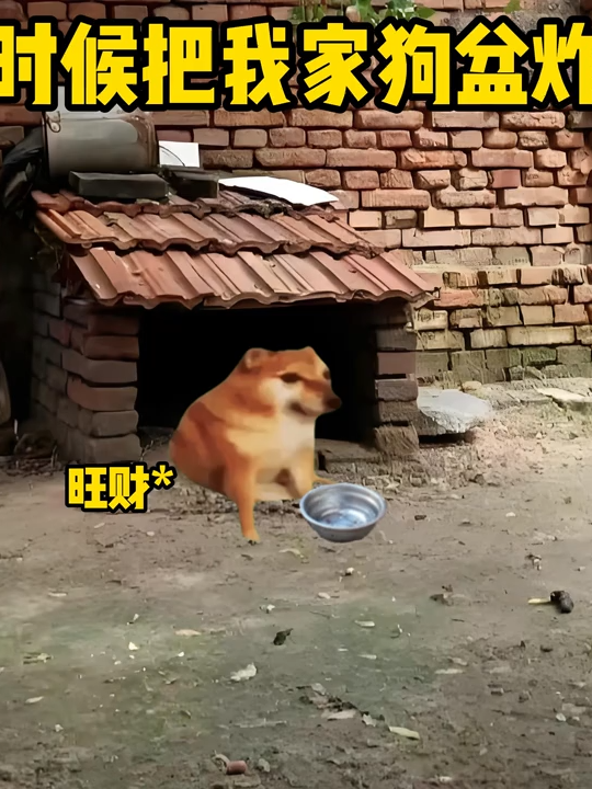 小時候給我家狗盆炸了#貓meme小劇場 #搞笑视频 #內容過於真實 #抽象 #真實事件