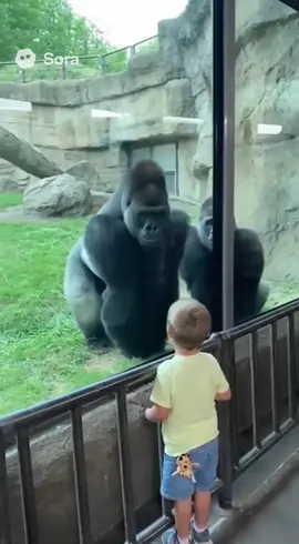 Silverback gorilla stares down little boy at the zoo! Boy is frozen until a zookeeper comes to the rescue! #ai #sora #gorilla #silverback