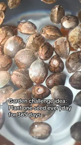 Planting seeds is the first step to learning more about gardening! There are so many amazing plants to grow and learn from! #gardening #hobby #plantseeds 