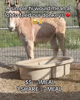 #donkeys #animalsoftiktok #shelter #donkeylove #donkeyrescue 