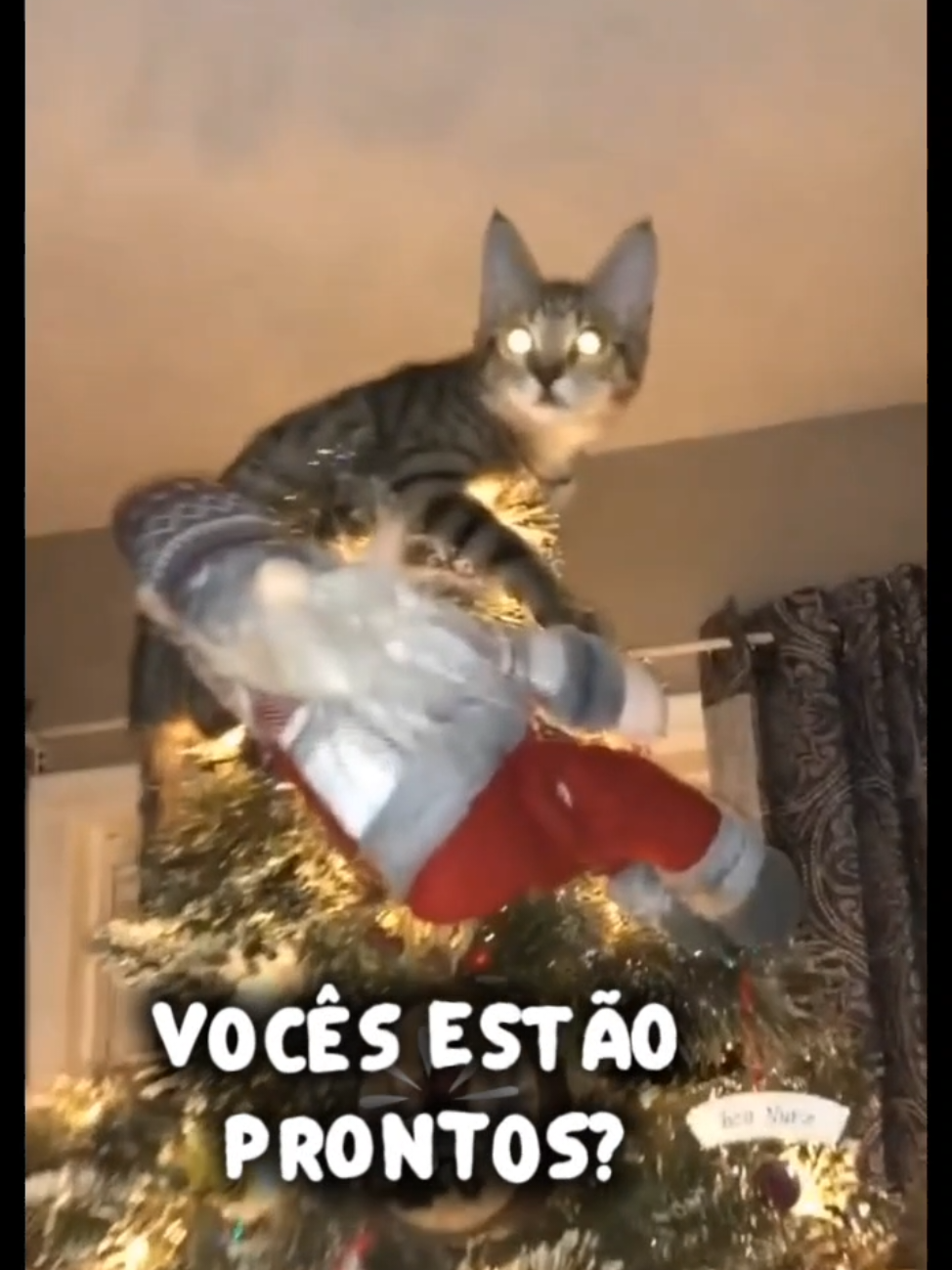 Estão preparados?? #natal #arvoredenatal #gatos #gatosdetiktok #gatolaranja 