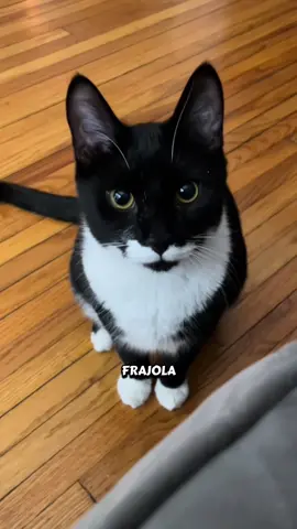 Gato frajola #gatos #gatofrajola #curiosidades #pet 