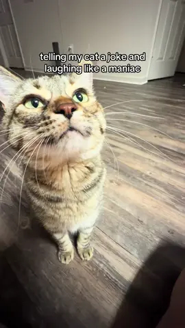 she loves me i promise #catsoftiktok  #cattok 
