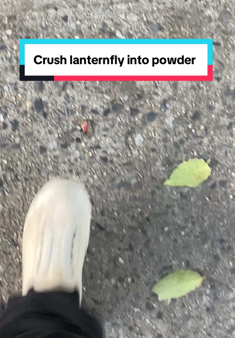 Save the trees #lanterfly #crush #spottedlanternfly #lanternflies 