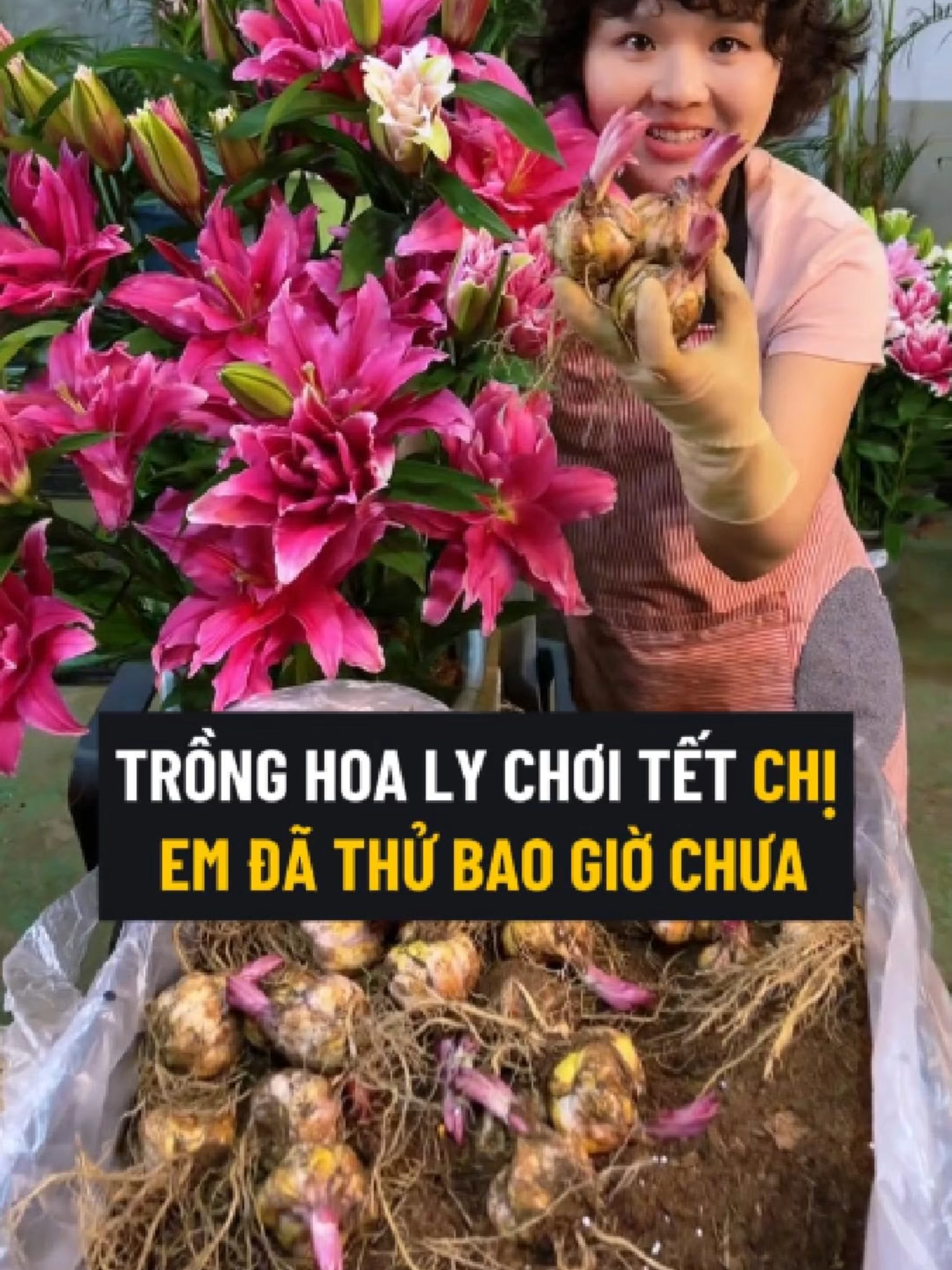 Trồng Ly Chơi Tết Thôi Mọi Người. Củ Giống Em Vẫn Để Sẵn Giỏ Hàng Phía Bên Dưới Rồi Đó Ạ #culy #culykep #hoaly #hoalykep #tronghoa #tronghoaly #tronghoalykep #tronghoachoitet #tronglychoitet #hoalychoitet #culychoitet