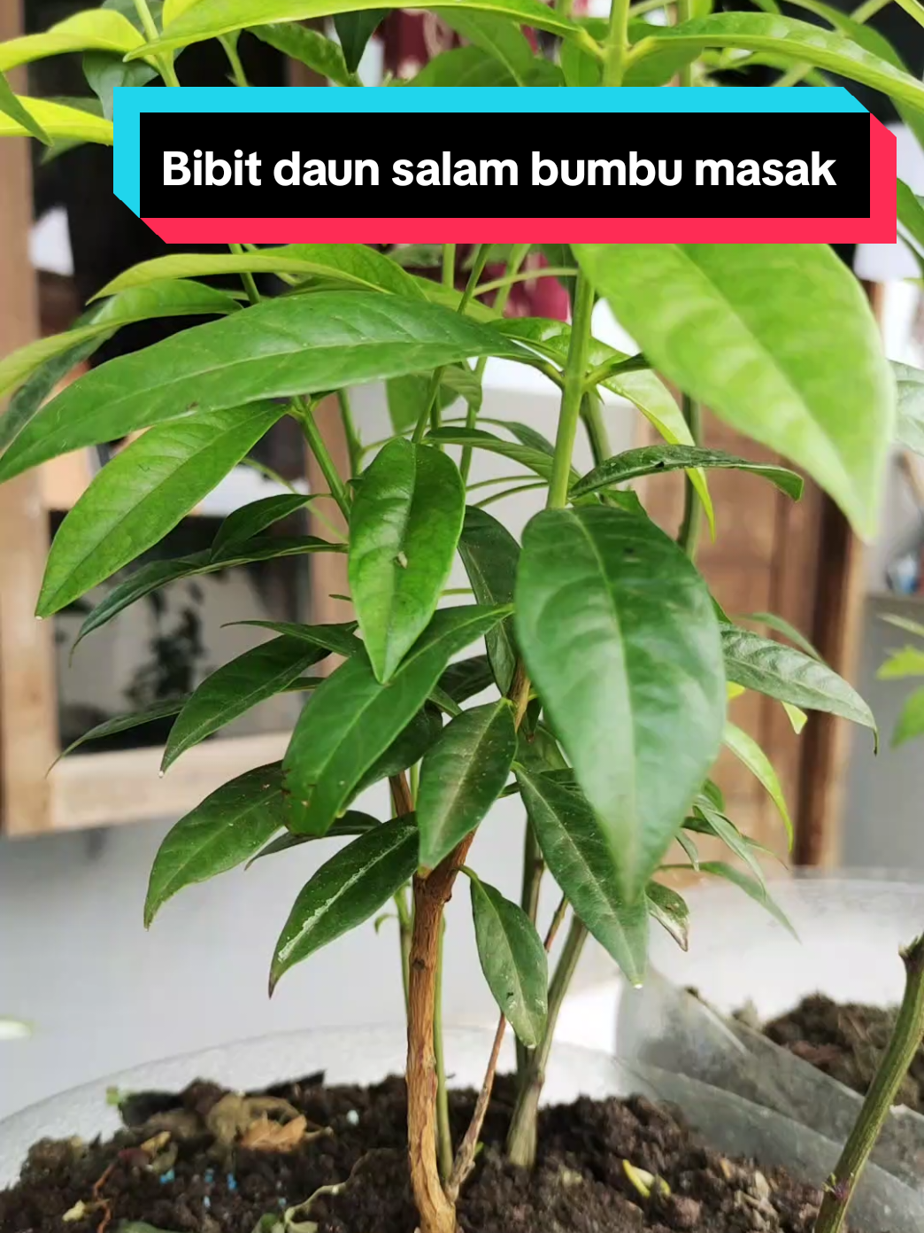 Bibit daun salam bumbu masak  #bibit #bibitdaunsalam #gardening #berkebun #belajarberkebun 