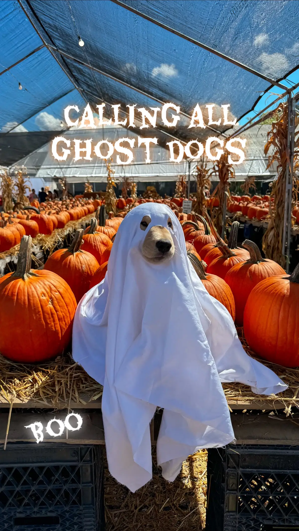 Let’s see how many ghost pups we can reach by Halloween! Drop of a pic of your ghost costume in the comments👻  #goldenretrieverpuppy #dogsoftiktok #halloweencostume #doghalloweencostume #ghosttrend 