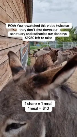 A simple hi brings us closer to our goal and will mean the world to us🥰  #donkeysoftiktok #animalsoftiktok #sanctuary #shelter #animalrescue 