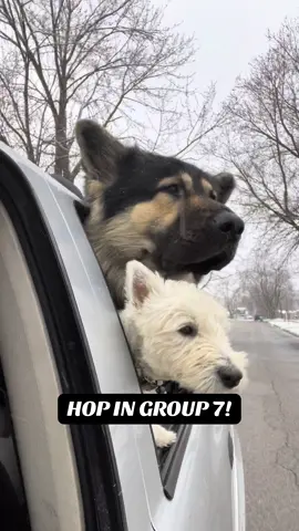 You can’t sit with us unless you’re Group 7 certified 😏🐾 #YourgiPet #Group7 #dogsoftiktok #FYP 