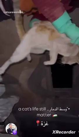 A Cat's 🐈 Life Still Matters Instead of Bombing, Famine & Gen*cides in Gaz* #gaza #palestine #genocide #cat #pet 