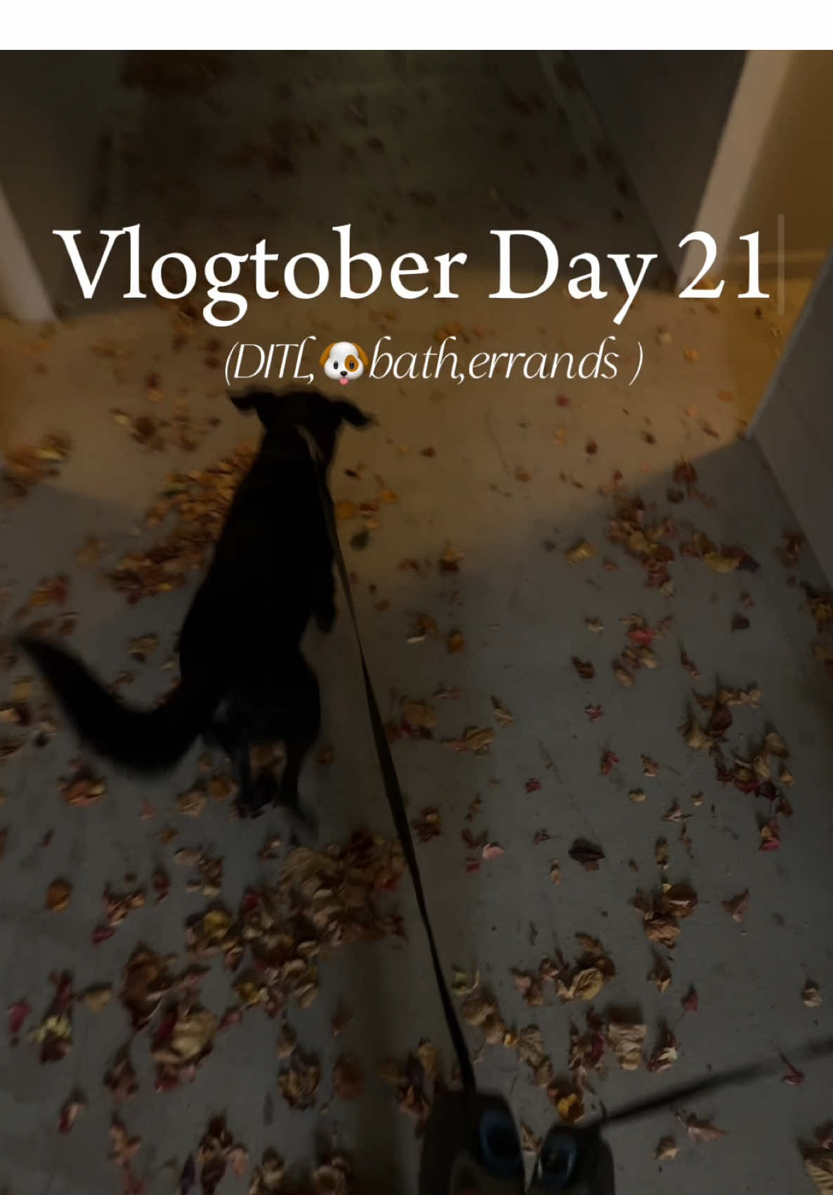 Replying to @Erick Menjivar Woke up just to grab deodorant… somehow ended up bathing dogs, folding laundry, and rethinking my life choices by dinner 😭 #fyp #relatable #creatorsearchinsights #xzybca #ditl 