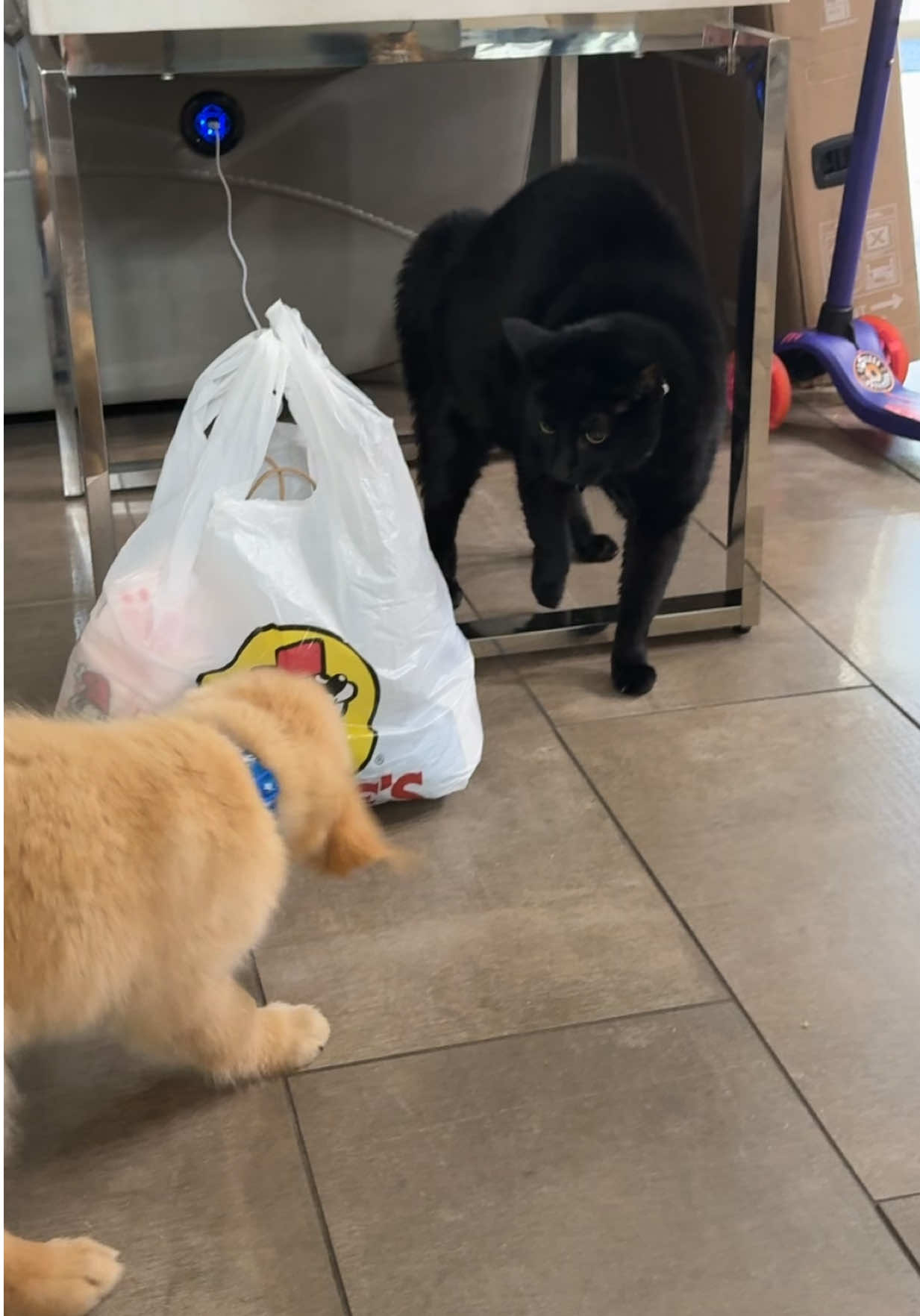 How long did it take your cats to warm up to your puppy? 🤣🤣🤣