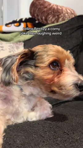 I don’t think he like my joke  #dogsoftiktok #dogtok #dogmom #dog #shorkie 