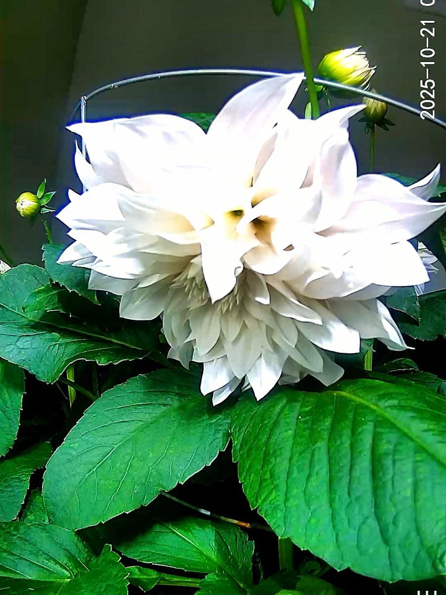 #timelapse #dahlia Cafe Au Lait @Wyze make me a camera that doesnt wash out colors plsss