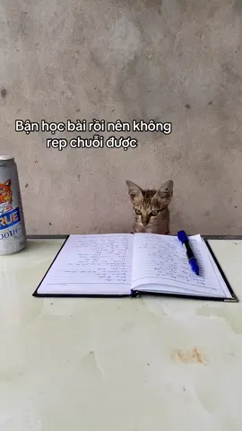 Bận học bài rồi #xuhuong #xuhuongtiktok #meomeo 