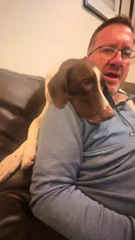 Velcro dogs #gsp #birddogs #husbandwife 