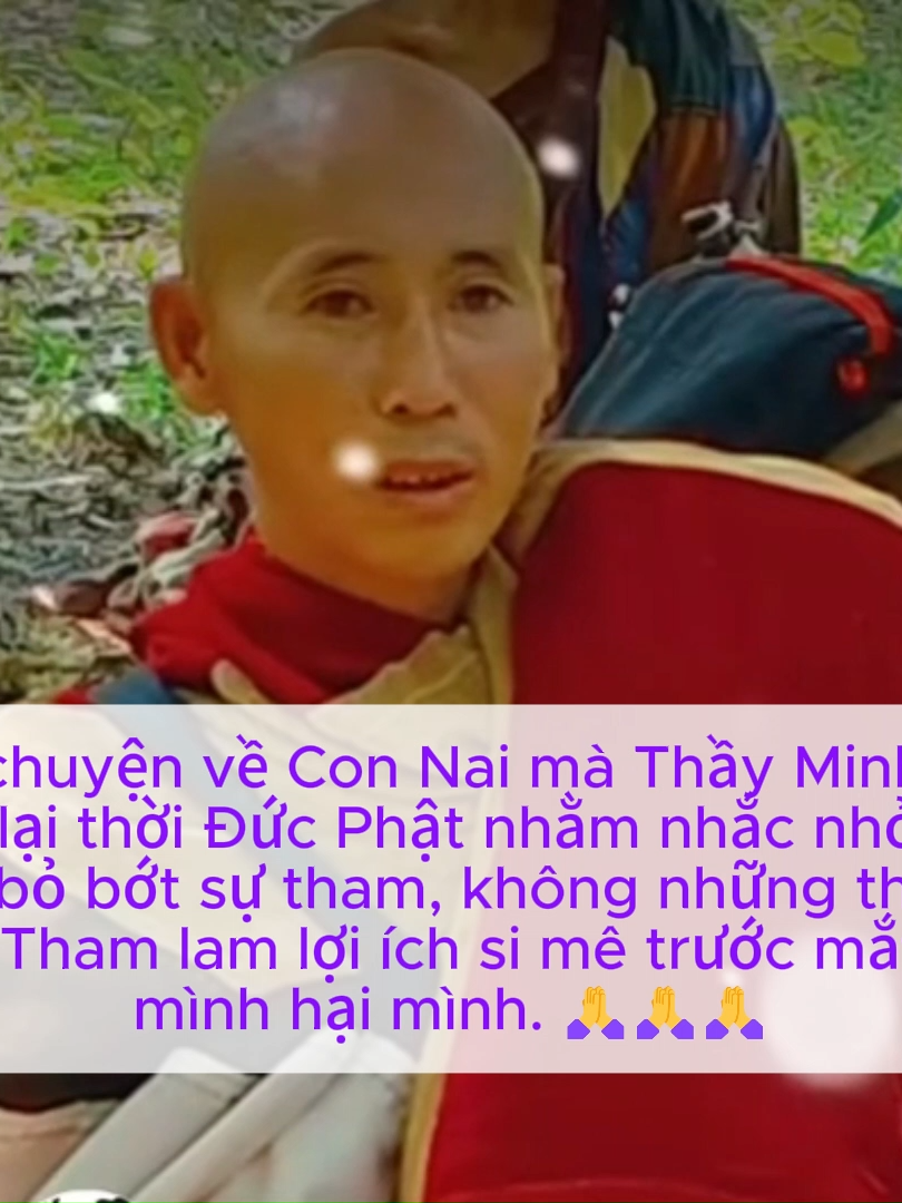1022(1)câu chuyện về con Nai tham ăn. #congducvoluong #thichcamauniphat #giatricuocsong #chanhniem #13hanhdauda #thichminhtue #thiendinh #binhan #phatphapnhiemmau
