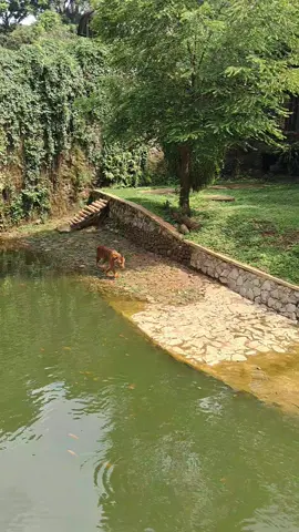 #ragunanzoo  #harimau  #fy 