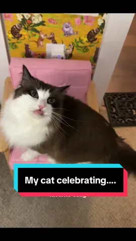 Mae Mae said to call her Paris from now on… or Professor. Either will do. #bellaciao #catsoftiktok #museumheist #moneyheist #louvre 