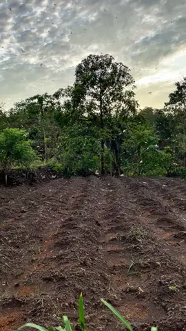 Desa + pagi + pertanian + laron #fyp #desa #pagihari #wonogiri 