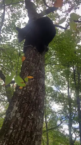 Little bit of bear action with plotts