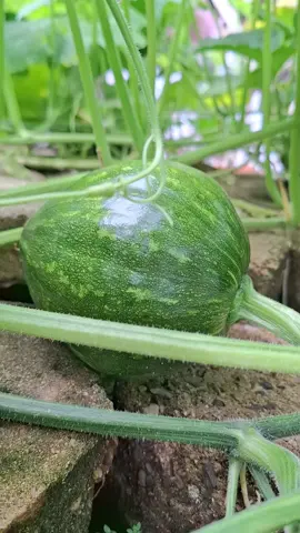 perkembangan labu kuning alhamdulillah subur semangat berkebun semua #hobiberkebun🌱💕 #kebunkita #kebunkitapunyacerita #berkebundirumahaja #hobiberkebun 