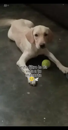 El día de los muertos se acerca, te espero con ansias Bony ❤️🕊️#mascota  #recuerdame #nostalgIA