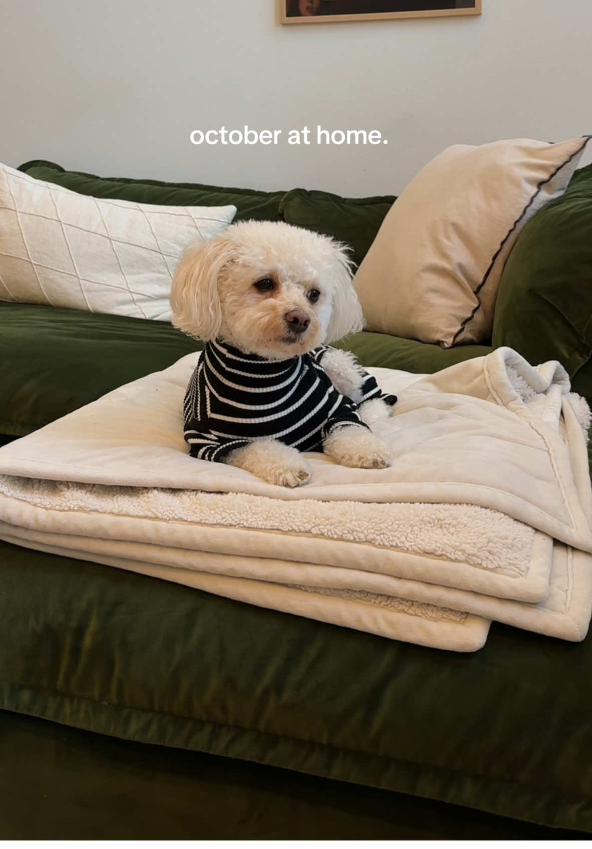 cozy cozy autumn at home 🏡 #cozyhome #hometour #housetour #fyp #minivlog #Vlog #autumnaesthetic #octobermood #octobertiktok #homedecor #houseoftiktok #housedesign #seattle #seattlehomes #seattlerealestate #realestate #fypシ #dailyvlog #interiordesign #colorfulhome #colorfulhomedecor #colorfulhomestyling #potterybarn #littlebeast #livingroomdecor #interiorstyling #cozyathome #cozyautumn #fallathome #seattletiktok #seattlewashington 