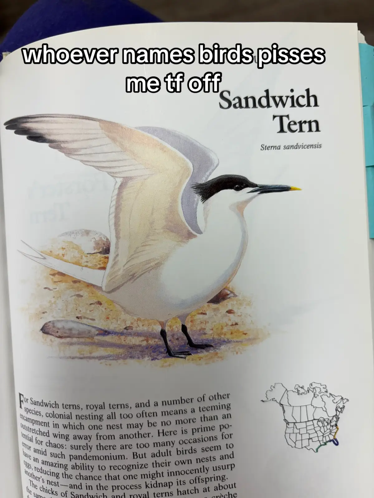 #fyp #birdblidness 