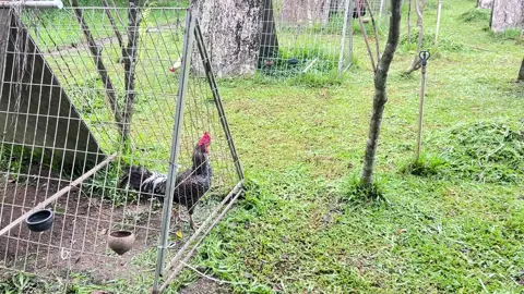 Gà thật hay khó tìm.
