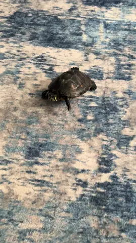 #tortlife🐢 #tortugas #viralvideo 😍